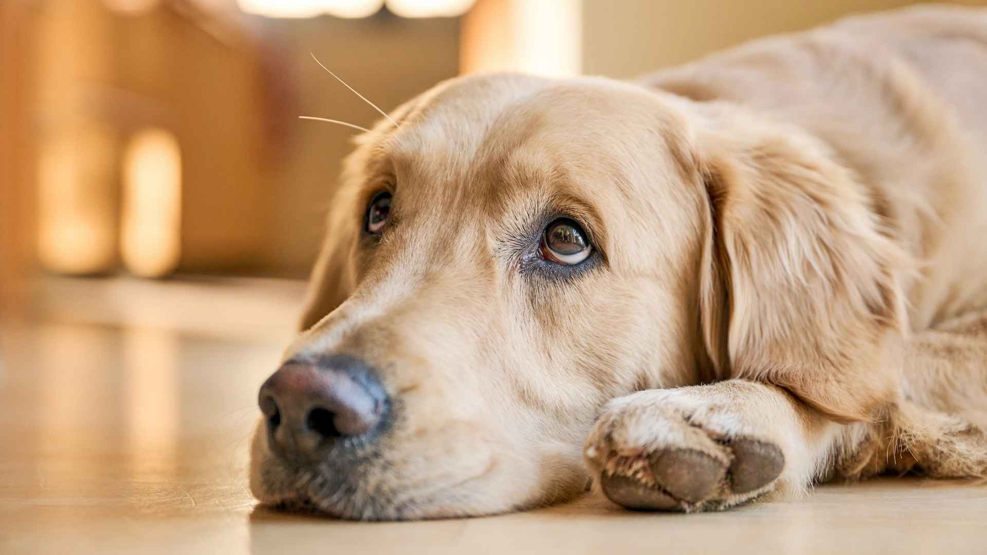 Efectos secundarios desparasitacion interna perro